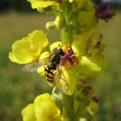 Hoverfly on Mullein