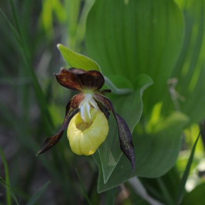 Lady´s slipper Orchid (Cypripedium calceolus)