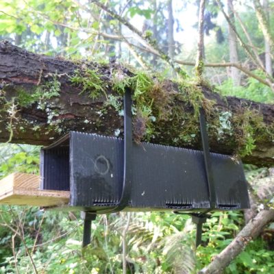 Nest Tubes Artificial hiding places as a trapping aid for the dormouse