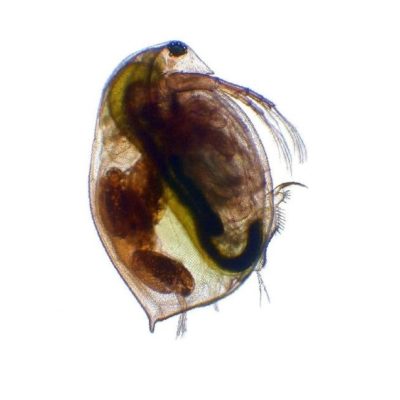 Daphnia magna – proxy species for invertebrates