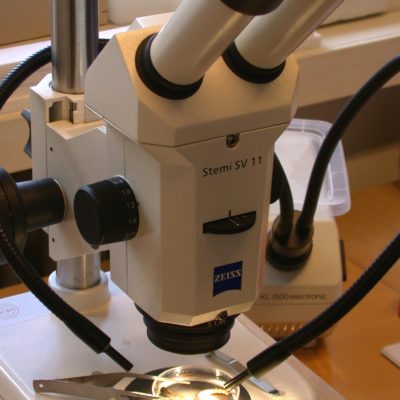 Binocular for sorting and determination of arthropods