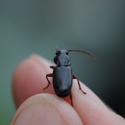 Carabid beetle (Carabidae)