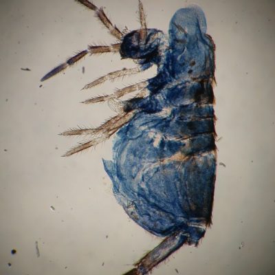 Springtail (Collembola)