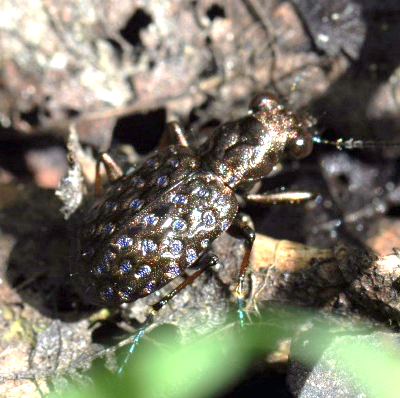 ground beetle (Elaphrus cupreaus)